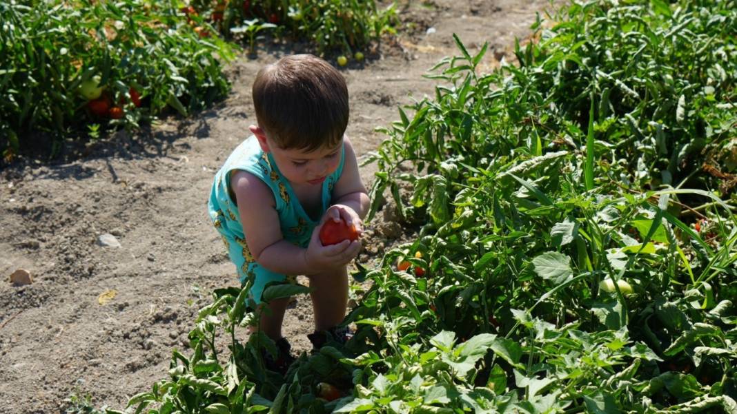 Kış hazırlıklarının olmazsa olmazı! Bu domateste hasat farklı oluyor: Herkes kendi topluyor 5